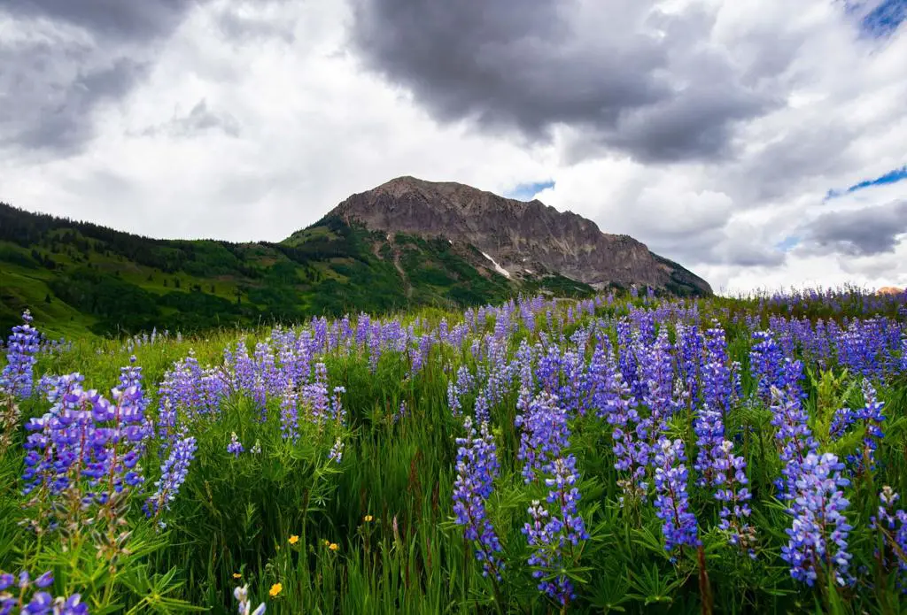 Lupine Trail Crested Butte